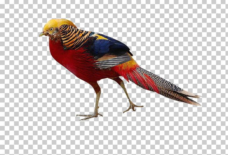 Golden Pheasant Bird Phasianinae Silver Pheasant PNG, Clipart,  Free PNG Download
