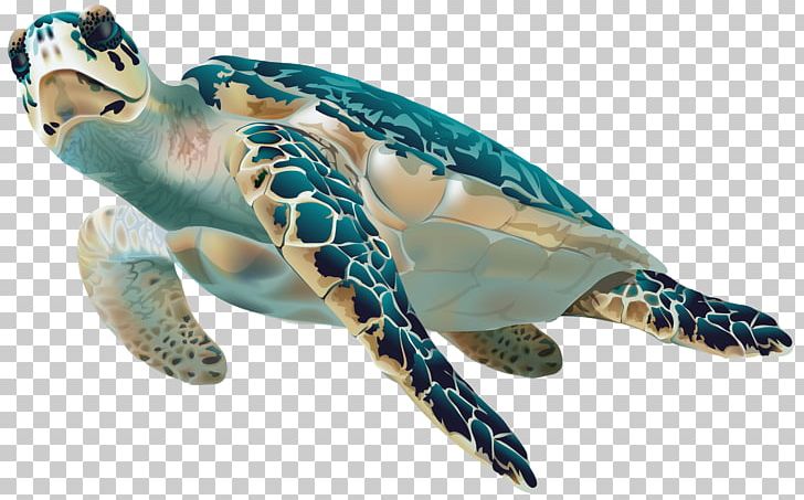 Green Sea Turtle PNG, Clipart, Animal, Animals, Clip, Emydidae, Green Sea Turtle Free PNG Download