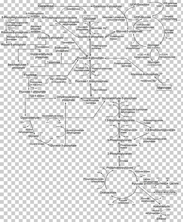 Metabolism Metabolic Pathway Glycolysis Mannose Galactose PNG, Clipart, Angle, Area, Artwork, Biochemistry, Black And White Free PNG Download