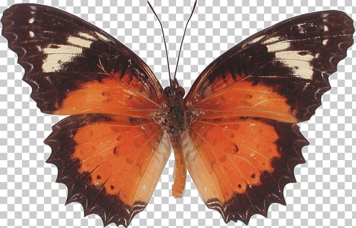 Monarch Butterfly Pieridae Brush-footed Butterflies PNG, Clipart, Arthropod, Brush Footed Butterfly, Butterfly, Cethosia, Cethosia Cyane Free PNG Download