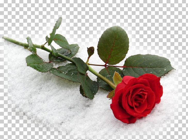Sthreeyeyum Pranayatheyum Kurichu Book Propose Day Valentine's Day International Kissing Day PNG, Clipart, Artificial Flower, Cut Flowers, February, February 7, February 8 Free PNG Download
