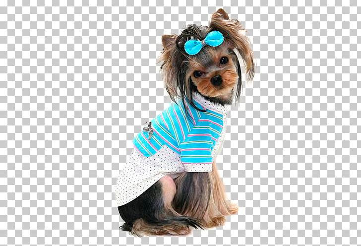 Yorkshire Terrier Pet Puppy Chihuahua PNG, Clipart, Akhir Pekan, Animals, Carnivoran, Chihuahua, Companion Dog Free PNG Download