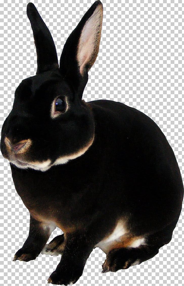 Domestic Rabbit Mini Rex Rex Rabbit Otter Tan Rabbit PNG, Clipart, Animal, Animals, Breed, Buck, Coypu Free PNG Download