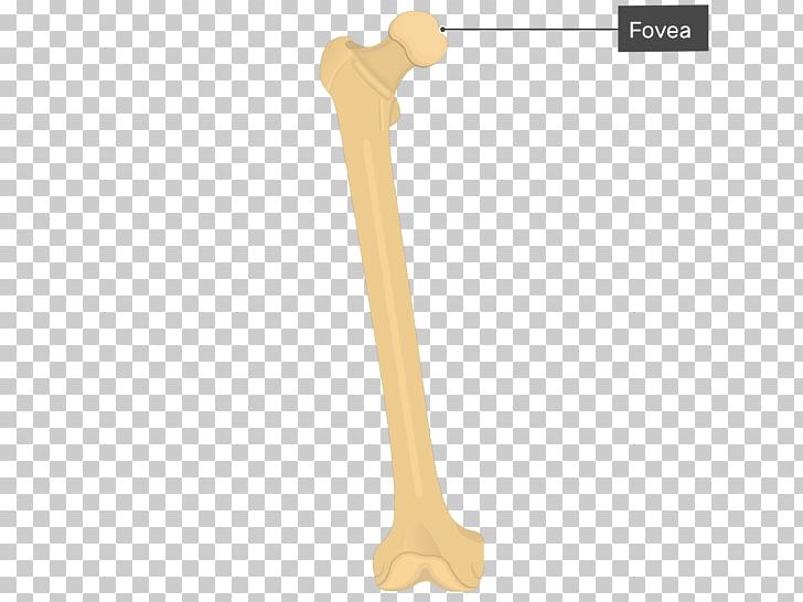Lateral Epicondyle Of The Femur Lateral Epicondyle Of The Femur Lateral Condyle Of Femur Medial Epicondyle Of The Femur PNG, Clipart, Anterior, Arm, Bone, Condyle, Epicondyle Free PNG Download