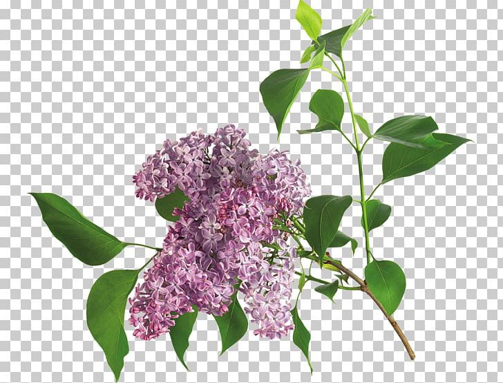 Lilac Flower PNG, Clipart, Branch, Clove, Color, Deco, Encapsulated Postscript Free PNG Download