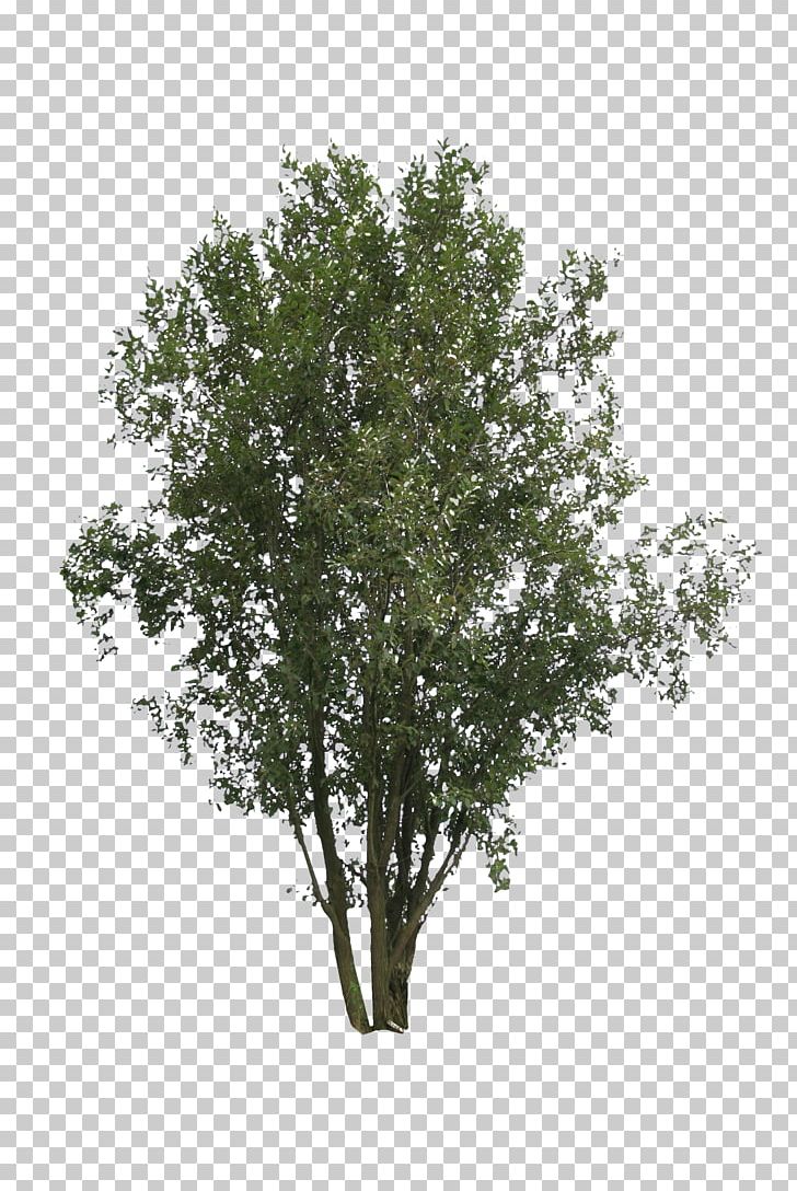 Shrub Branch Tree Birch Plant PNG, Clipart, 2d Computer Graphics, Alpha Channel, Arbre Dalignement, Birch, Branch Free PNG Download