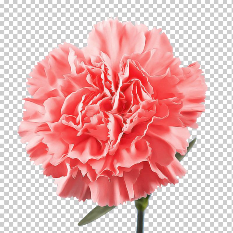 Carnation Cut Flowers Peony M Petal Pink M PNG, Clipart, Carnation, Cut Flowers, Flower, Peony, Peony M Free PNG Download