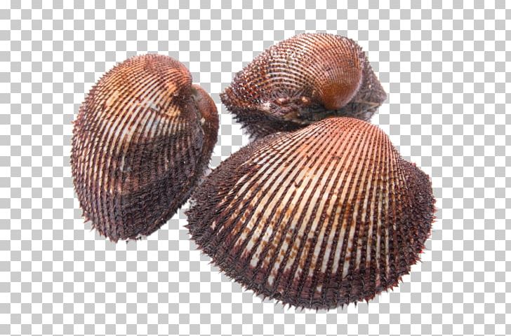 Cockle Sushi Clam Seafood Seashell PNG, Clipart, Animals, Animal Source Foods, Clams, Food, Free Stock Png Free PNG Download