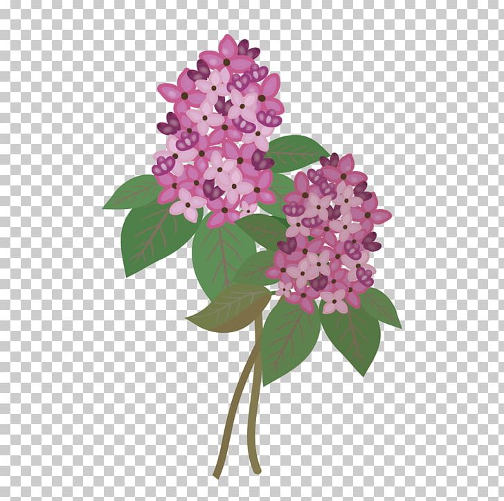 Common Lilac Cut Flowers PNG, Clipart, Common Lilac, Condominium, Cut Flowers, Designer, Flower Free PNG Download