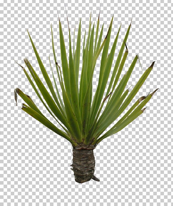 Houseplant Agave Yucca PNG, Clipart, 3d Computer Graphics, Agave, Agave Azul, Aloe, Arecales Free PNG Download