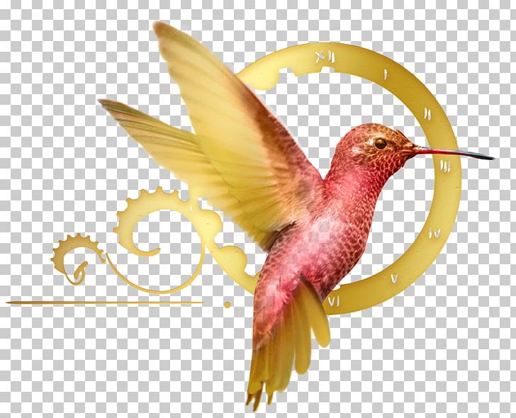 Hummingbird M Business Entrepreneurship System PNG, Clipart, Beak, Bird, Business, Drawing, Entrepreneurship Free PNG Download