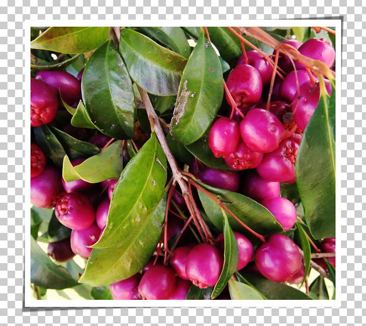 Pink Peppercorn Mastic Tree Cherry Pistacia PNG, Clipart, Berry, Cherry, Common Lilly Pilly, Fruit, Fruit Nut Free PNG Download