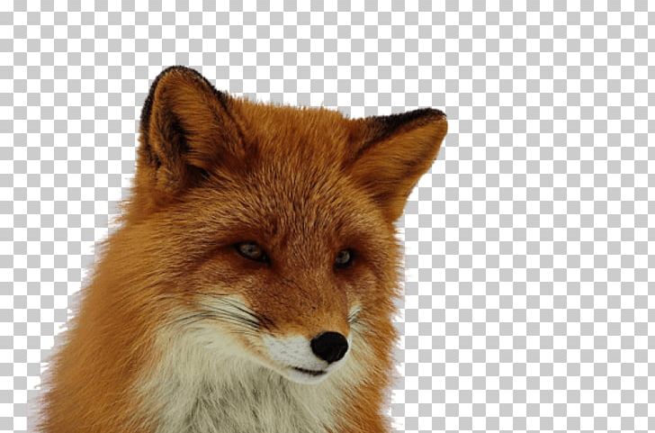 Red Fox Portable Network Graphics Computer Icons PNG, Clipart, Animals, Carnivoran, Computer Icons, Dhole, Dog Like Mammal Free PNG Download