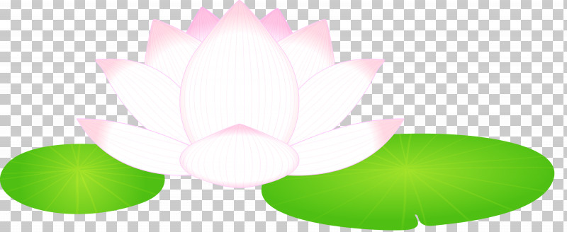 Lotus Flower PNG, Clipart, Flower, Green, Leaf, Lotus, Lotus Family Free PNG Download