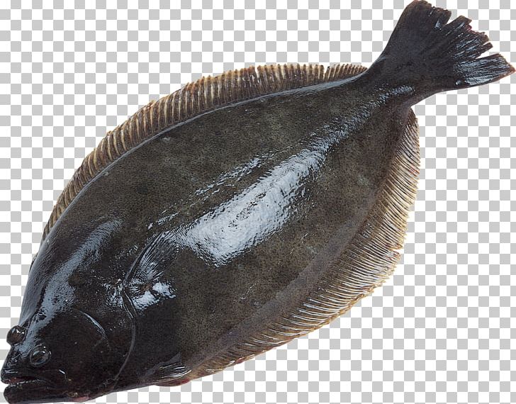 Deep Sea Fish European Plaice Flatfish PNG, Clipart, Animals, Bony Fish, Bony Fishes, Deep Sea, Deep Sea Fish Free PNG Download