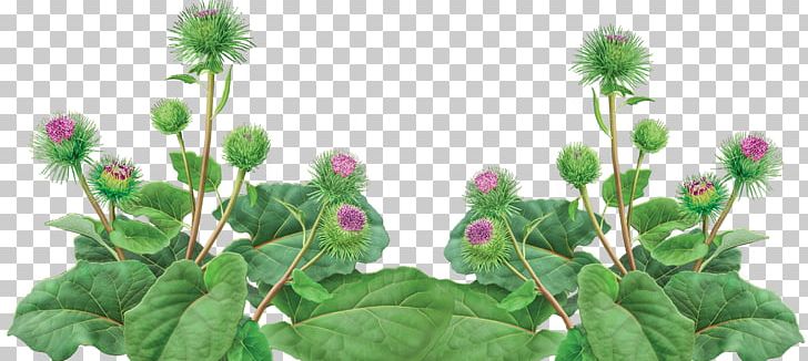 Greater Burdock Herb Plants Seed Root PNG, Clipart, Alfalfa, Burdock, Extract, Flower, Flowering Plant Free PNG Download