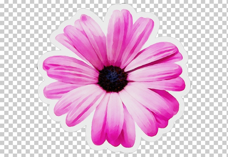 Transvaal Daisy Chrysanthemum Pink M Herbaceous Plant Close-up PNG, Clipart, Biology, Chrysanthemum, Closeup, Herbaceous Plant, Paint Free PNG Download