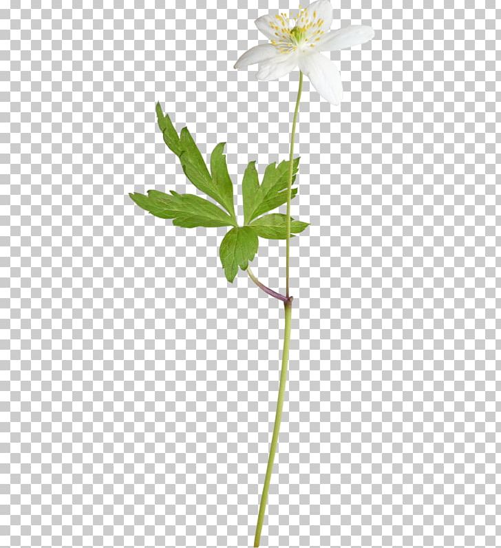 A Lily PNG, Clipart, Anemone, Calla Lily, Computer Icons, Cut Flowers, Daisy Free PNG Download