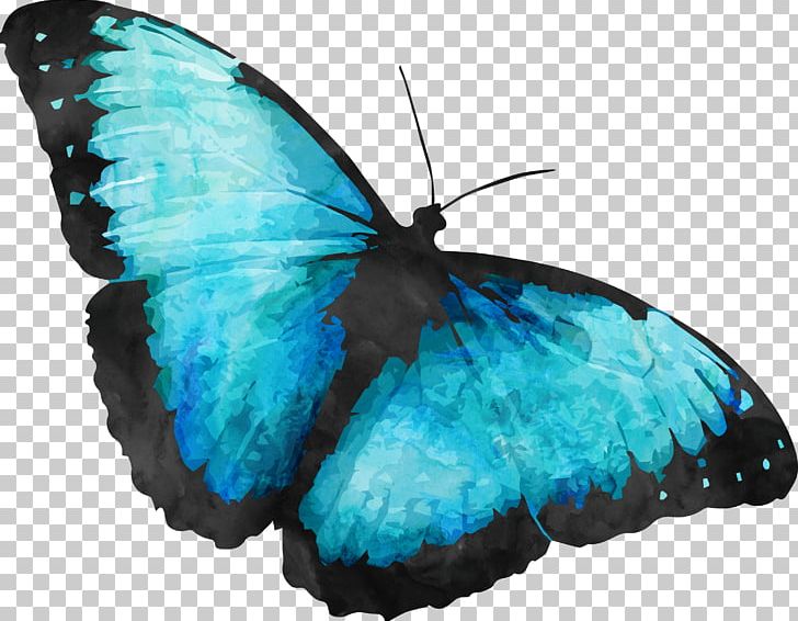Australian Butterfly Sanctuary Monarch Butterfly PNG, Clipart, Arthropod, Blue, Blue Butterfly, Brush Footed Butterfly, Butterflies Free PNG Download