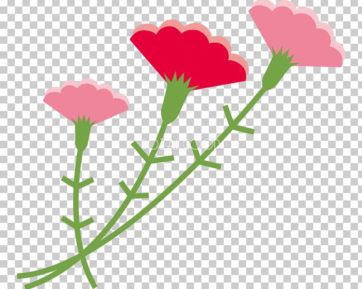 Carnation Mother's Day PNG, Clipart,  Free PNG Download