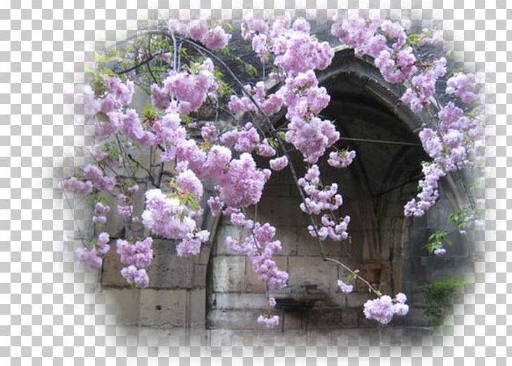 Cherry Blossom Spring ST.AU.150 MIN.V.UNC.NR AD Blog May PNG, Clipart, Blog, Blossom, Branch, Burniston, Cherry Blossom Free PNG Download