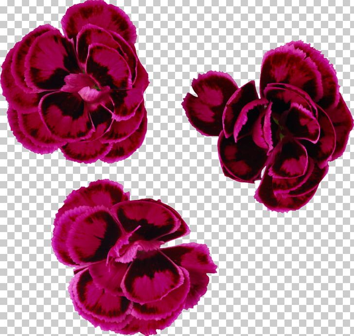 Flower Garden Roses Watercolor Painting PNG, Clipart, Carnation, Cut Flowers, Drawing, Flower, Flower Garden Free PNG Download
