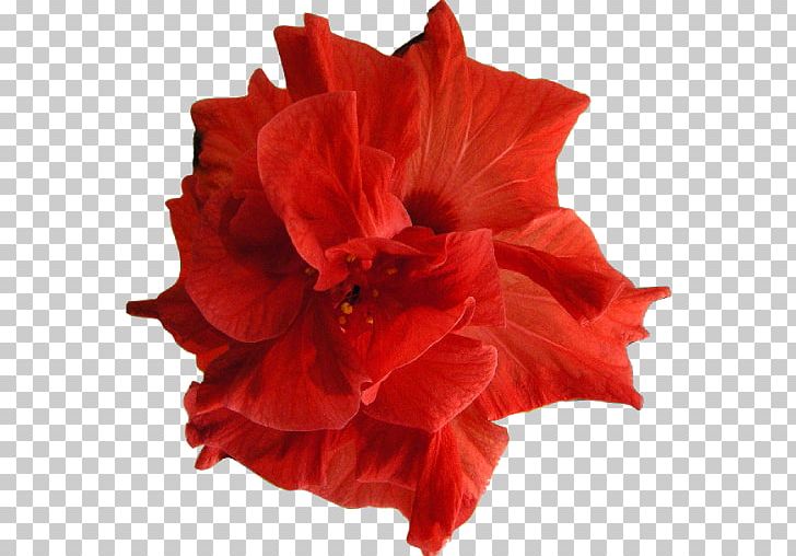 Rosemallows Amaryllis Cut Flowers Jersey Lily Brazil PNG, Clipart, Amaryllis, Amaryllis Belladonna, Amaryllis Family, Azalea, Blog Free PNG Download