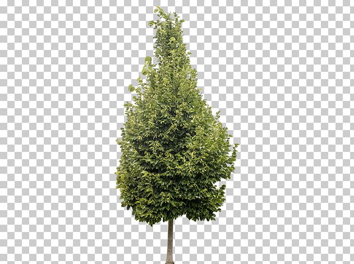 Artificial Christmas Tree Pre-lit Tree PNG, Clipart, Artificial Christmas Tree, Ash Tree, Balsam Hill, Biome, Branch Free PNG Download
