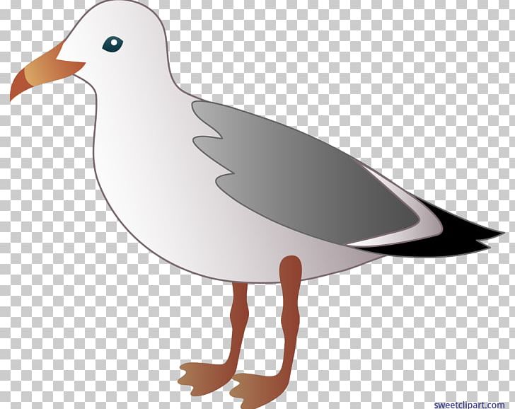 Gulls PNG, Clipart, Animation, Art, Beak, Bird, Bird Clipart Free PNG Download