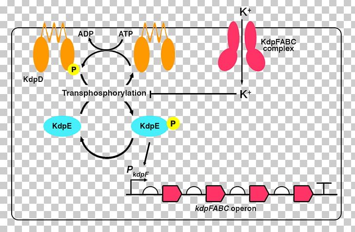 International Genetically Engineered Machine Potassium E. Coli Membrane Transport Protein Operon PNG, Clipart, Angle, Area, Brand, Circle, E Coli Free PNG Download