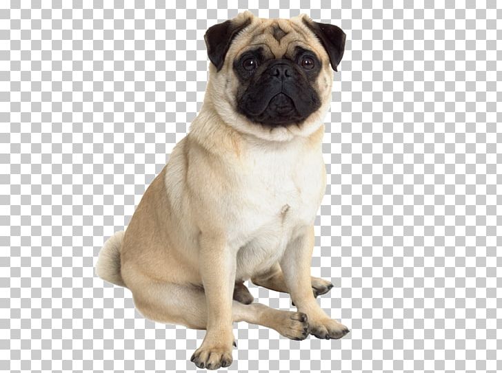 Pug Dog Breed Companion Dog Cat Puppy PNG, Clipart,  Free PNG Download
