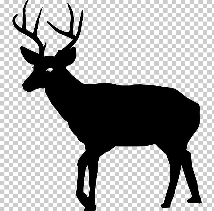White-tailed Deer Deer Hunting PNG, Clipart, Animal, Animals, Antler, Black And White, Buck Free PNG Download