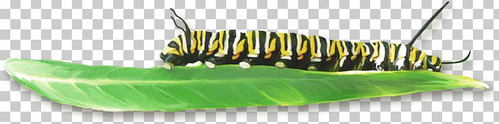 Caterpillar Insect Leaf PNG, Clipart, Animals, Background Green, Caterpillar, Chart, Closeup Free PNG Download