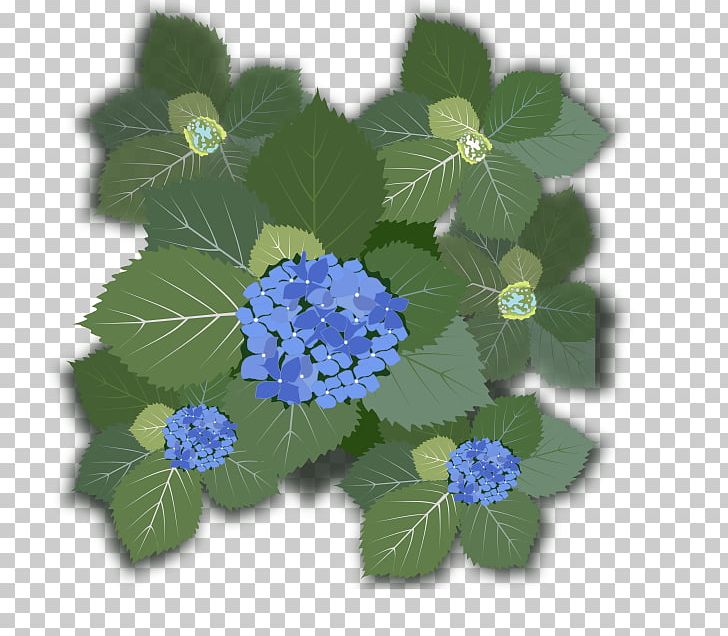 French Hydrangea Flower PNG, Clipart, Annual Plant, Bud, Cornales, Flower, Flowering Plant Free PNG Download