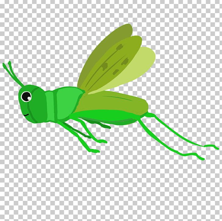 Insect Caelifera Chinese Grasshopper PNG, Clipart, Animals, Batta Tibor, Butterflies And Moths, Caelifera, Chinese Grasshopper Free PNG Download