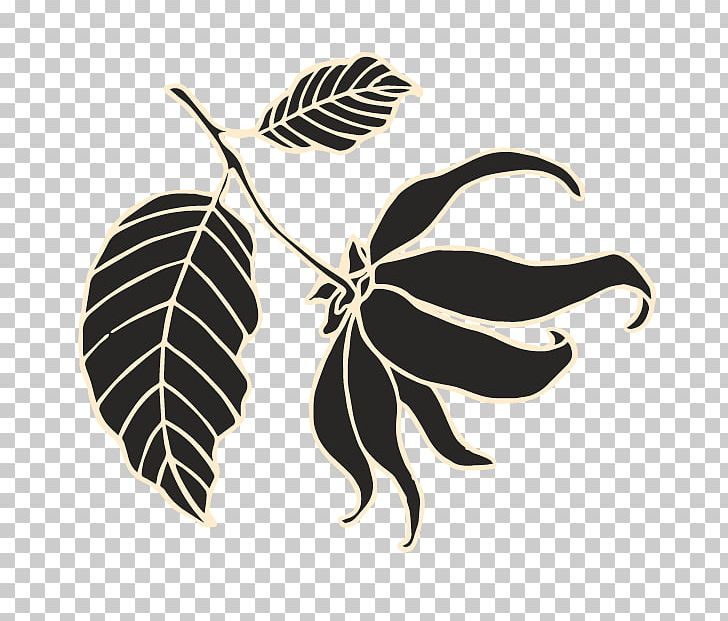 Cananga Odorata Essential Oil Leaf Plant PNG, Clipart, Black And White, Butterfly, Cananga Odorata, Dogwood, Essential Free PNG Download