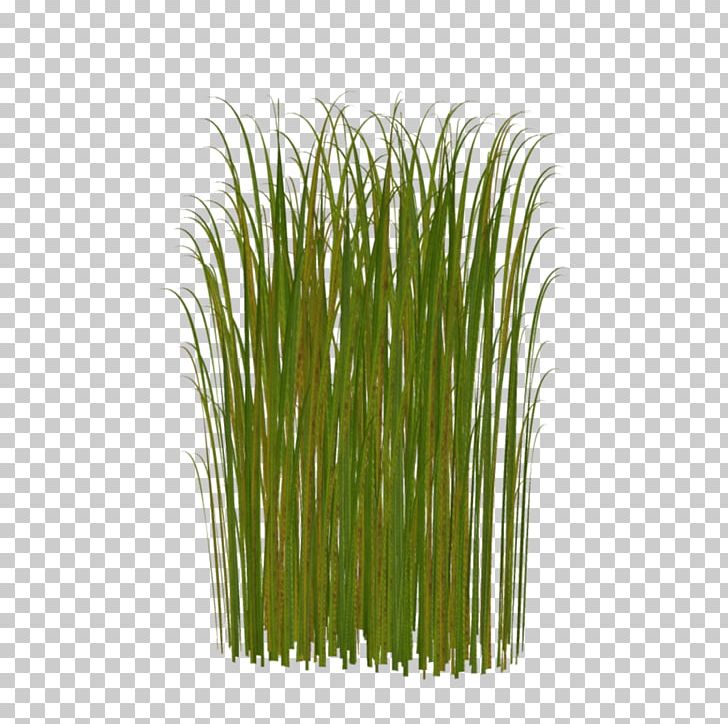 Pogonarthria Squarrosa Free Content PNG, Clipart, Artificial Grass, Cartoon Grass, Chrysopogon Zizanioides, Commodity, Creative Grass Free PNG Download