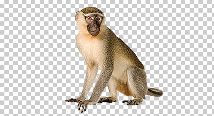 Primate Vervet Monkey PNG, Clipart, Animals, Chlorocebus, Fauna, Format, Fur Free PNG Download