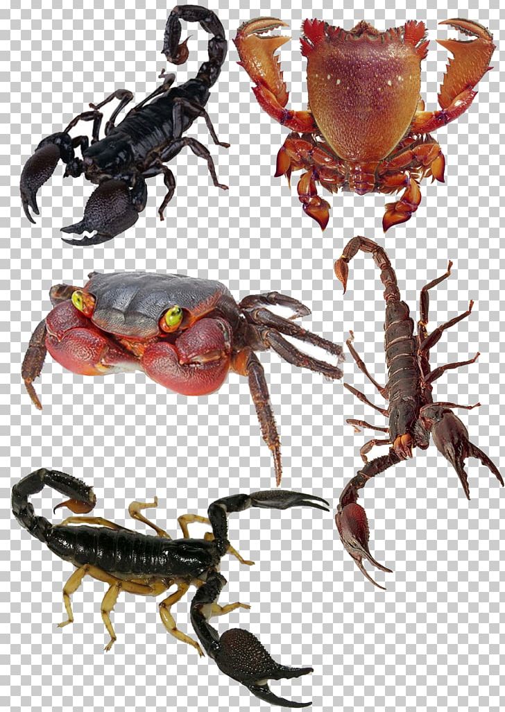 Scorpion Crab Deathstalker Poison U54c1u87f9 PNG, Clipart, American, Animal Source Foods, Cdr, Crustacean, Encapsulated Postscript Free PNG Download