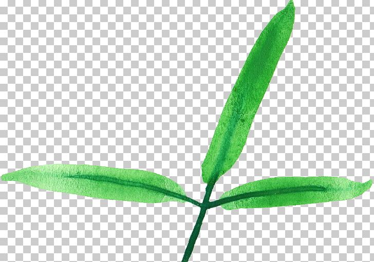 Leaf Plant Stem PNG, Clipart, Blog, Com, Digital Media, Download, Grass Free PNG Download