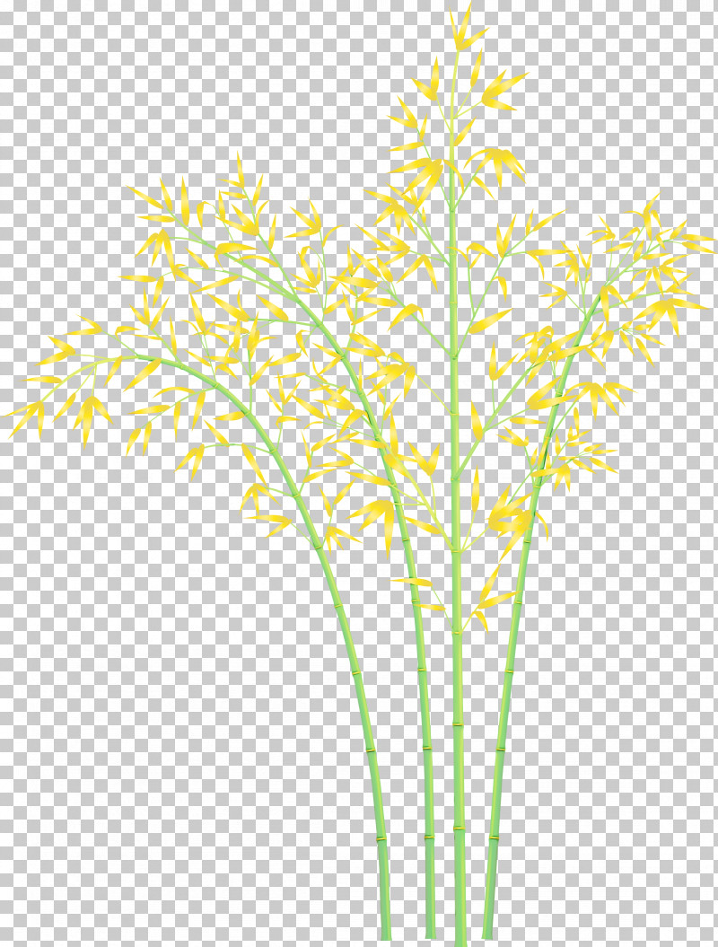 Plant Yellow Grass Grass Family Plant Stem PNG, Clipart, Bamboo, Flower, Grass, Grass Family, Leaf Free PNG Download
