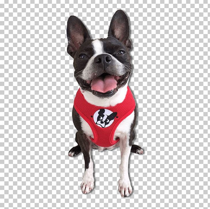Boston Terrier Dog Breed Puppy Beagle PNG, Clipart, Animals, Beagle, Boston, Boston Terrier, Boston Terrier Rescue Of Fl Free PNG Download