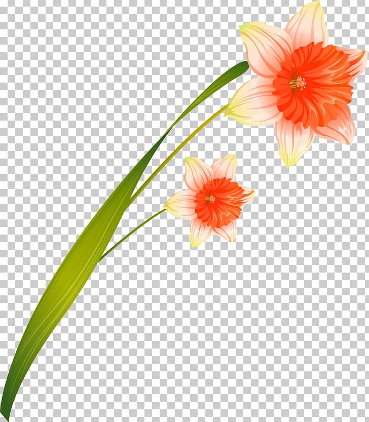Cut Flowers Daffodil PNG, Clipart, Amaryllis, Amaryllis Family, Coreldraw, Cut Flowers, Daffodil Free PNG Download