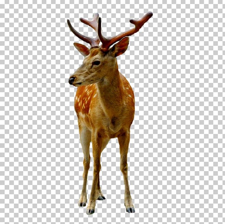 Reindeer Sika Deer White-tailed Deer Antler PNG, Clipart, Animal, Animals, Christmas Deer, Deer, Deer Antlers Free PNG Download