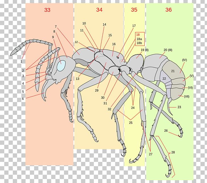The Ants Insect Anatomy Gaster PNG, Clipart, Anatomy, Angle, Animals, Ant, Antenna Free PNG Download