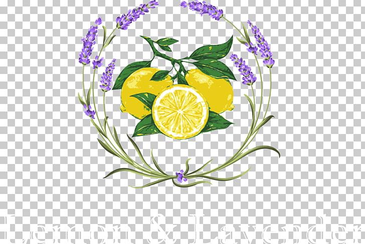 Lemon & Lavender Flower Graphics PNG, Clipart, Artwork, Botanical Illustration, Botany, Circle, Citrus Free PNG Download