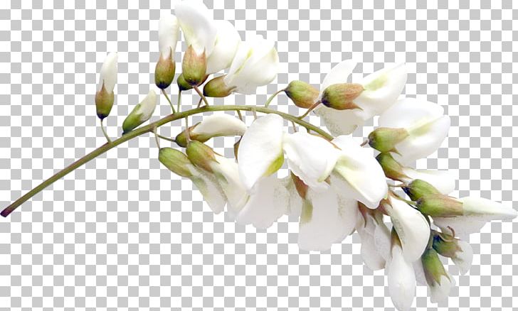 Cut Flowers PNG, Clipart, Blossom, Branch, Bud, Computer Wallpaper, Designer Free PNG Download