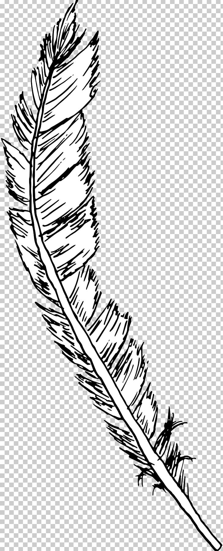 Drawing Line Art Feather PNG, Clipart, Area, Art, Artwork, Beak, Bird Free PNG Download