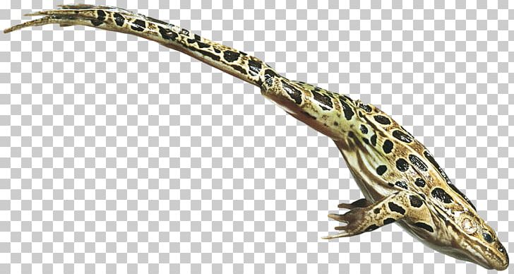 Frog Jumping Contest Amphibian Frog Jumping Contest The Celebrated Jumping Frog Of Calaveras County PNG, Clipart, American Bullfrog, Animal, Animal Figure, Animals, Body Jewelry Free PNG Download