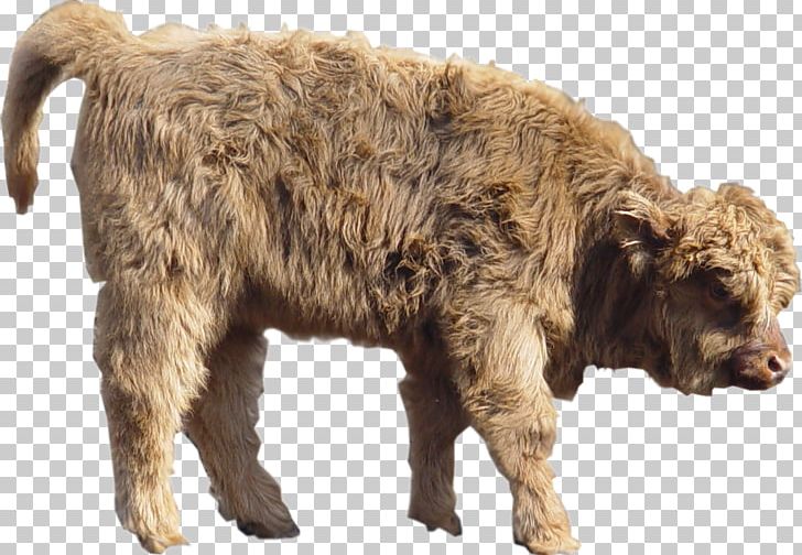 Cattle Rhinoceros Lagotto Romagnolo American Bison Dog Breed PNG, Clipart, American Bison, Animal, Bison, Calf, Cattle Free PNG Download